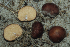 Zelleromyces cinnabarinus