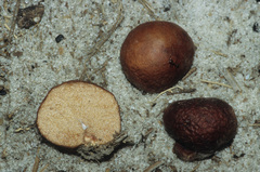 Zelleromyces cinnabarinus