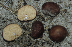 Zelleromyces cinnabarinus