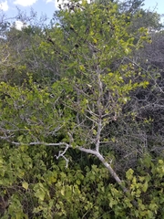 Randia obcordata