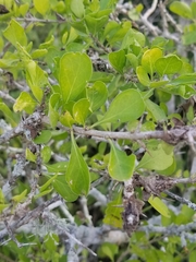 Randia obcordata