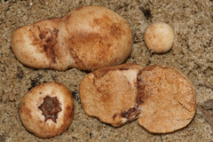 Zelleromyces cinnabarinus
