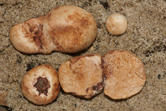 Zelleromyces cinnabarinus