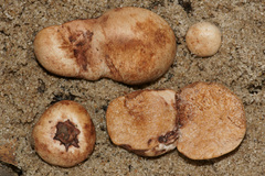 Zelleromyces cinnabarinus