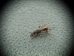 Poneracantha triangularis