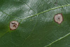 Venturia liriodendri - Photo (c) John Plischke, some rights reserved (CC BY-NC), uploaded by John Plischke