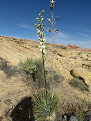 Yucca utahensis