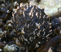 Stilbella fimetaria