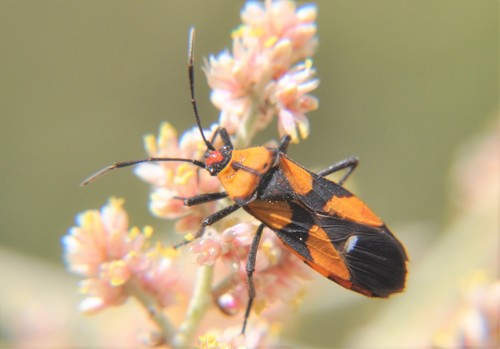 Chinche naranja y negra (Oncopeltus spectabilis)