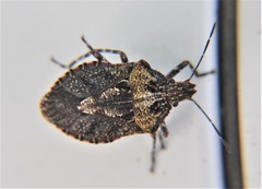 Brochymena splendida