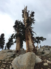 Pinus balfouriana