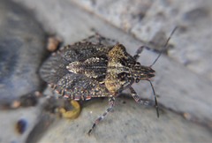 Brochymena splendida