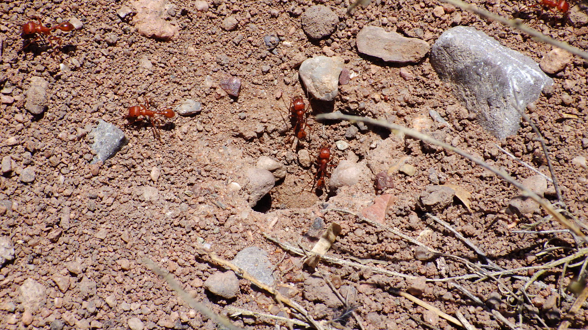 Pogonomyrmex maricopa