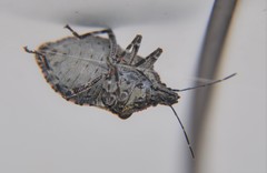 Brochymena splendida