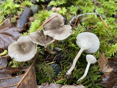 Spodocybe trulliformis