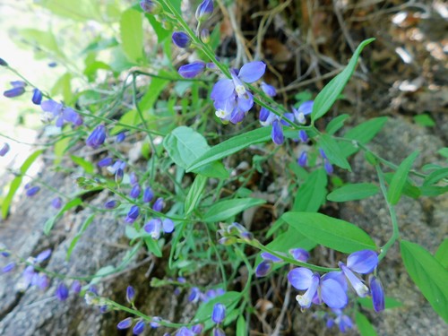 Polygala russelliana