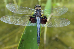 Celithemis martha