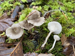 Spodocybe trulliformis