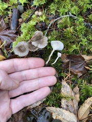 Spodocybe trulliformis