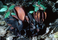 Wynnea americana