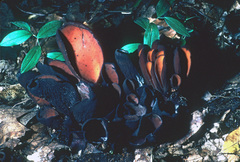 Wynnea americana