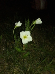 Oenothera centaurifolia