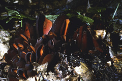 Wynnea americana