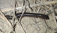 Ommatoiulus diplurus