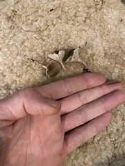 Spodocybe trulliformis