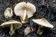 Volvariella volvacea