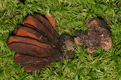 Wynnea americana