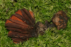 Wynnea americana