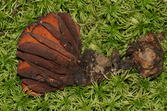 Wynnea americana