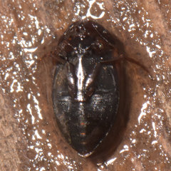Hydroporus