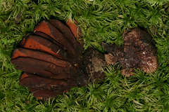 Wynnea americana