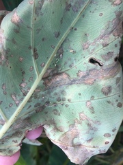 Tarophagus colocasiae