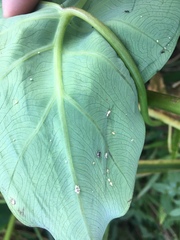 Tarophagus colocasiae