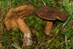 Xanthoconium affine maculosus