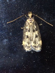 Martyringa latipennis
