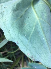 Tarophagus colocasiae