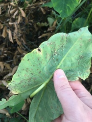 Tarophagus colocasiae