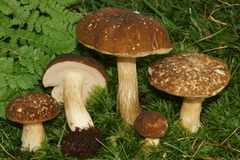 Xanthoconium affine maculosus