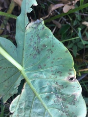 Tarophagus colocasiae