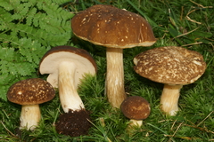 Xanthoconium affine maculosus