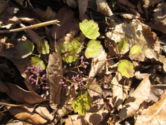 Thalictrum actaeifolium