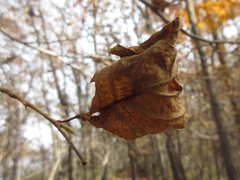 Stewartia koreana