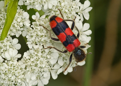 Trichodes crabroniformis