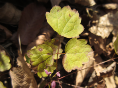 Thalictrum actaeifolium
