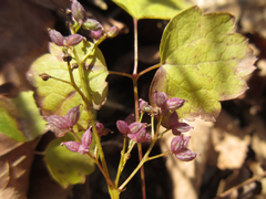 Thalictrum actaeifolium