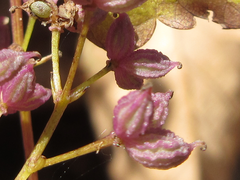 Thalictrum actaeifolium